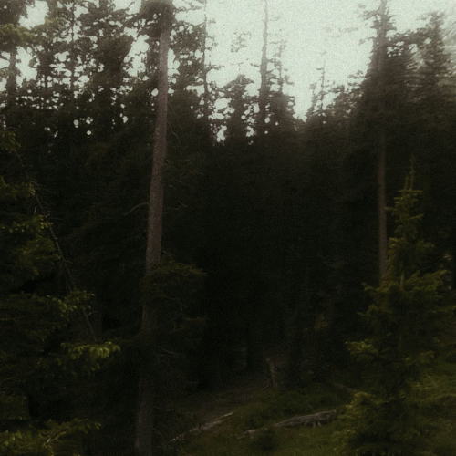 Moulderyawn : Where Trees Grow Old Moulderyawn : Where Trees Grow Old